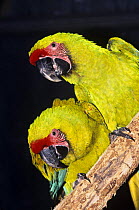 Two Great green / Buffon's macaws (Ara ambigua  guayaquilensis) captive, Ecuador, South America, endangered species