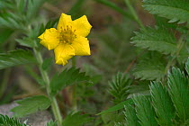 Silverweed flower {Potentilla anserina} France