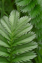 Silverweed leaves {Potentilla anserina} France