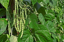 French beans {Phaseolus vulgaris} Belgium