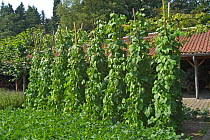 French bean plants in vegetable garden {Phaseolus vulgaris} Belgium