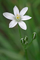 Star of Bethlehem flower {Ornithogalum umbellatum} France