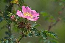 Sweet briar rose {Rosa rubiginosa} Belgium
