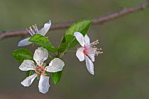 Sweet cherry tree flowers {Prunus avium} Belgium