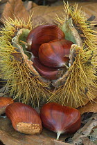 Sweet chestnuts {Castanea sativa} Belgium