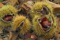 Sweet chestnuts {Castanea sativa} Belgium