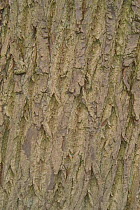 Close up of bark of Sweet chestnut tree {Castanea sativa} Belgium