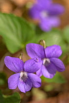 Sweet violet flower {Viola odorata} France