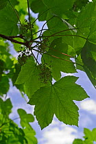 Sycamore tree leaves {Acer pseudoplatanus} Belgium