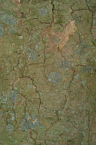 Close up of bark of Sycamore tree {Acer pseudoplatanus} Belgium