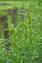 Tarragon {Artemisia dracunculus} Belgium