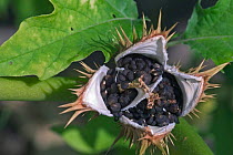 Thornapple seeds in fruit {Datura stramonium} Belgium