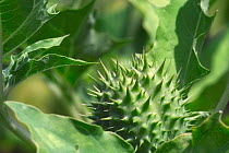 Thornapple fruit {Datura stramonium} Belgium