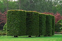 Trimmed Beech trees in park, Belgium