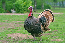 Male Domestic turkey {Melleagris gallopavo} Belgium