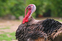 Male Domestic turkey {Melleagris gallopavo} Belgium
