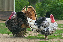 Two Domestic turkeys {Melleagris gallopavo} Belgium