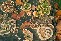 Many zoned polypore / Turkeytail lichen {Coriolus versicolor} on cut tree stump