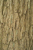 Close-up of bark of Walnut tree {Juglans regia} Belgium