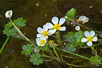 Pond water crowfoot {Ranunculus peltatus} Belgium