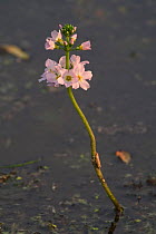 Water violet {Hottonia palustris} France