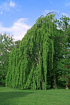 Weeping beech tree in park {Fagus sylvatica pendula} Belgiu