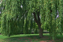 Weeping willow in park {Salix babylonica} Belgium