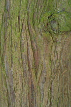 Close up of bark of Western red cedar {Thuja plicata} Belgium