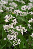 Wild garlic in flower {Allium ursinum} Belgium