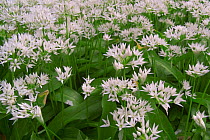 Wild garlic flowers {Allium ursinum} Belgium