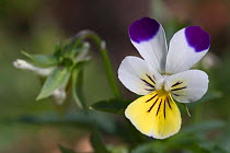 Wild pansy flower {Viola tricolor} Belgium
