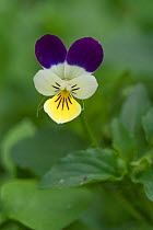 Wild pansy flower {Viola tricolor} Belgium