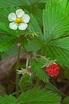 Wild strawberry flower and berry {Fragaria vesca} Luxembourg
