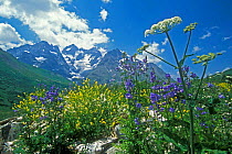 Mixed Wild flowers in the Alps, France