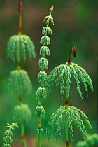 Wood horsetail {Equisetum sylvaticum} Belgium