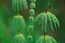 Wood horsetail {Equisetum sylvaticum} Belgium