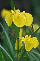 Yellow / Flag iris {Iris pseudacorus} Belgium
