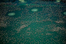 Flamingo community seen from the air, Lake Bogata, Kenya, Africa.