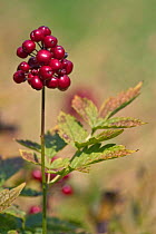 Berries of European baneberry {Actaea sp} Belgium