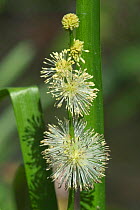 Close-up of Narrowleaf bur-reed flower {Sparganium emersum} France