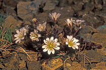Edmonton's chickweed {Cerastium nigrescens} Scotland, UK, endemic to Keen of Hamar, Sheltand Is