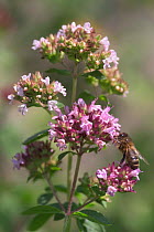 Marjoram {Origanum vulgare} with bee feeding on flower, France