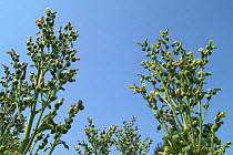 Wild tobacco plants {Nicotiana rustica} Belgium, native to South America