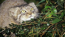 Young Pallas' cat (Otocolobus manul) hunting, captive, from Asia