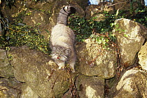 Male Pallas' cat (Otocolobus manul) captive, from Asia