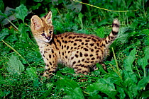 Young female Serval {Felis / Leptailurus serval} captive, from Africa