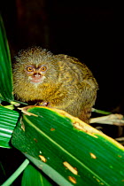 Pygmy marmoset {Callithrix pygmaea} captive, from Amazonia