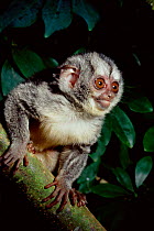 Grey legged douroucouli/ night monkey {Aotus lemurinus griseimembra} captive, endangered species