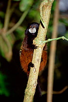 Male Red mantled tamarin {Saguinus fuscicollis illigeri} captive, from Amazonia