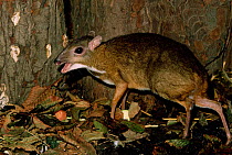 Female Lesser malay mouse deer / Chevrotain {Tragulus javanicus} captive, from SE Asia